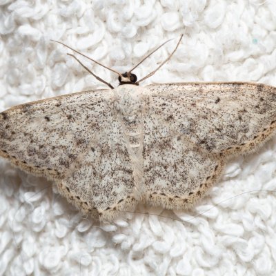 Scopula marginepunctata (vlnopásník tečkovaný), IT, Kuens, Jižní Tyrolsko