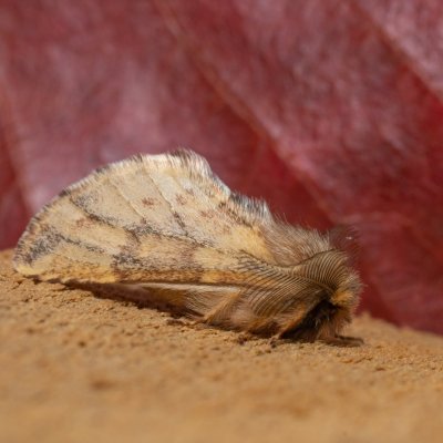 Ptilophora plumigera (hřbetozubec javorový), PR Kamenný vrch