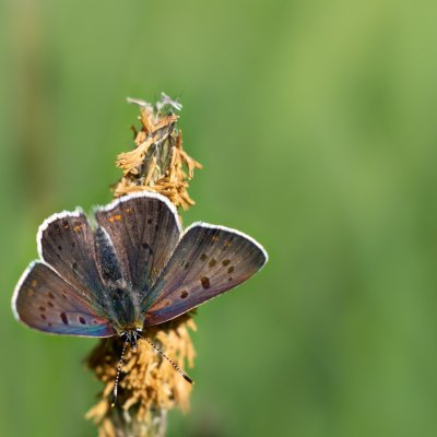 Lycaena tityrus (ohniváček černoskvrnný), PP Bobrava