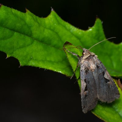 Xestia c-nigrum (osenice černé C), PP Augšperský potok