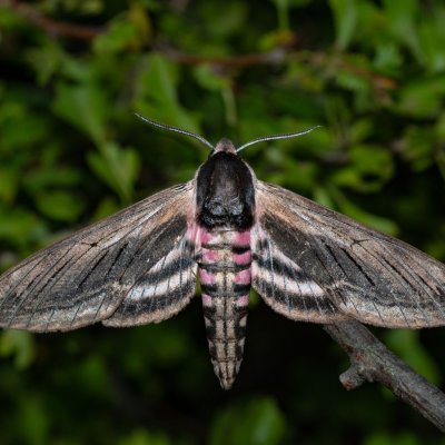 Sphinx ligustri (lišaj šeříkový), PP Skalky u Sedlece