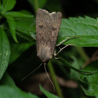 Agrotis segetum (osenice polní), Augšperský potok