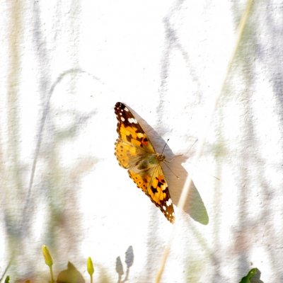 Vanessa cardui (babočka bodláková), Havranické vřesoviště