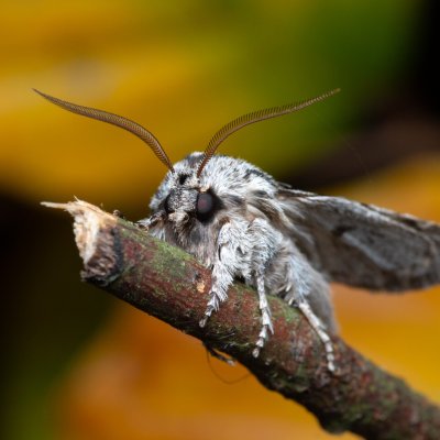 Asteroscopus sphinx (dřevobarvec pozdní), Kývalka