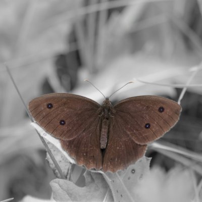 Minois dryas (okáč ovsový), SLO, Bovec
