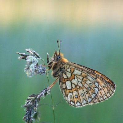 Boloria eunomia (perleťovec mokřadní), PP Pohoří na Šumavě