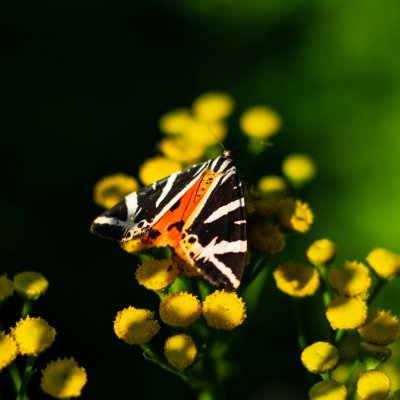 Euplagia quadripunctaria (přástevník kostivalový), PR Rakovecké stráně a údolí bledulí