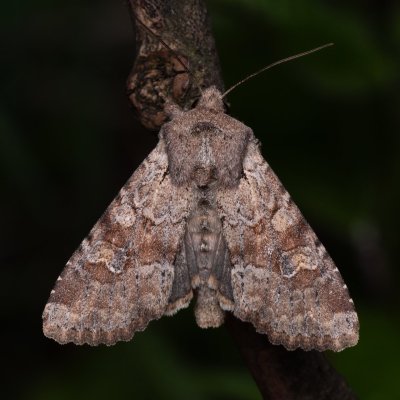 Apamea sordens (šedavka obilná), NPP Pouzdřanská step - Kolby