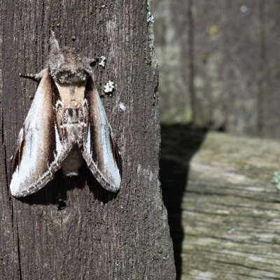 Pheosia gnoma (hřbetozubec běloskvrnný), SK, Štôla