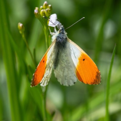 Anthocharis cardamines (bělásek řeřichový), PP Bobrava