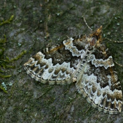 Electrophaes corylata (píďalka lísková), Augšperský potok