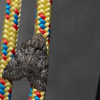 Evisa schawerdae (-), HR, Jablanac