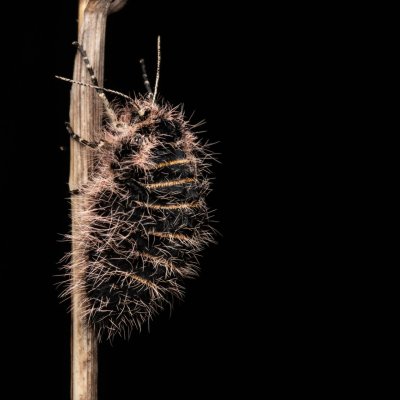 Lycia zonaria (drsnokřídlec bělopásný), PP Člupy