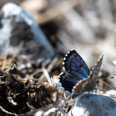 Scolitantides orion (modrásek rozchodníkový), Lysá hora u Ochozu