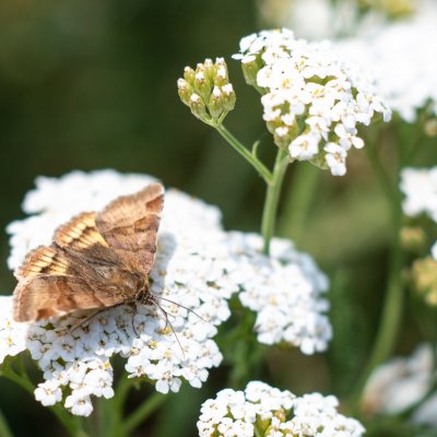 Euclidia glyphica (jetelovka hnědá), Bosonohy