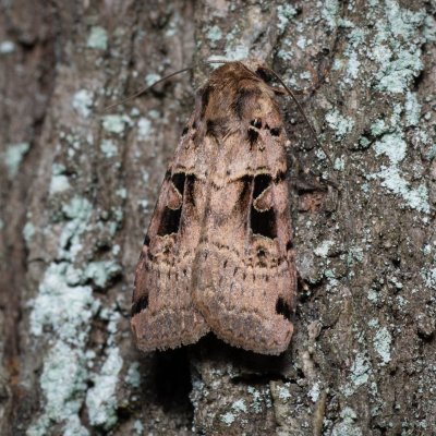 Xestia triangulum (osenice trojúhlá), Žebětín