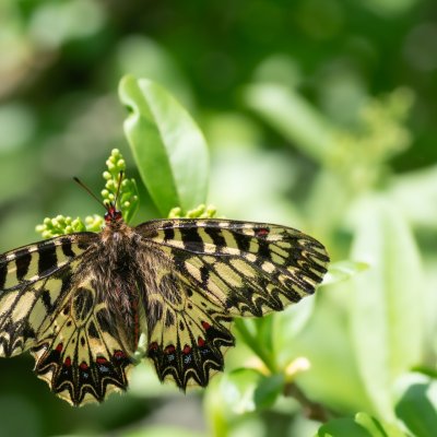 Zerynthia polyxena (pestrokřídlec podražcový), Biskoupky