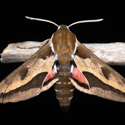 Hyles euphorbiae (lišaj pryšcový), PP Pánov