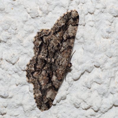 Peribatodes umbraria (různorožec nápadný), HR, Jablanac