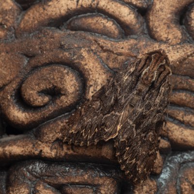 Apamea monoglypha (šedavka trávová), Žebětín