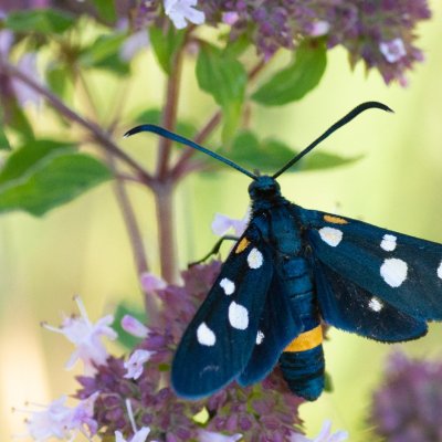Zygaena ephialtes (vřetenuška čičorková), Vilémovice