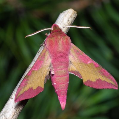 Deilephila porcellus (lišaj kyprejový), PP Černice