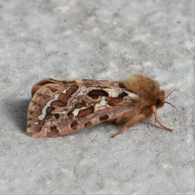 Pharmacis fusconebulosa (hrotnokřídlec kapradinový), SK, Nová Polianka