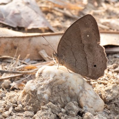 Mycalesis sp., TH, Khao Sok