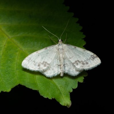 Idaea trigeminata (žlutokřídlec žloutkový), PR Kamenný vrch