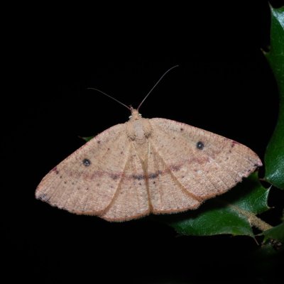 Cyclophora puppillaria (očkovec očkovaný), GR, Sokraki, Korfu