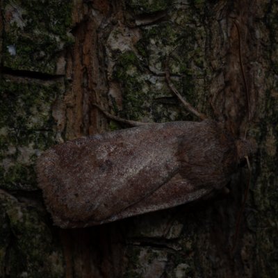 Conistra vaccinii (zimovnice brusnicová), Žebětín