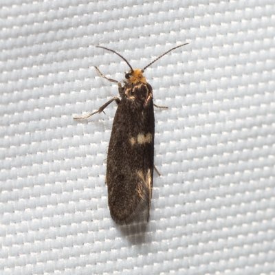 Incurvaria sp., Kývalka