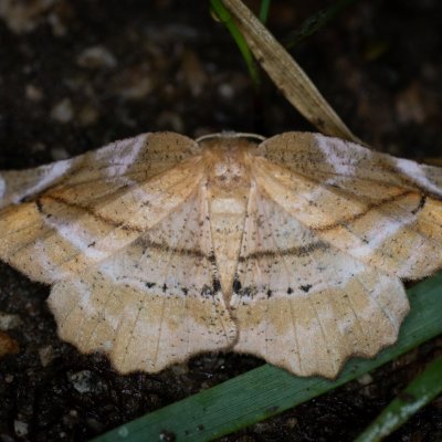 Apeira syringaria (zejkovec šeříkový), u PP Černice