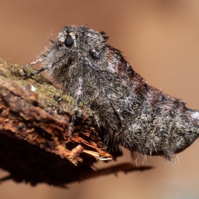 Apocheima hispidaria (drsnokřídlec dubový), Žebětín