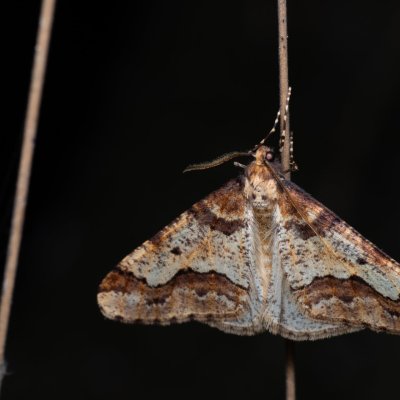 Erannis defoliaria (tmavoskvrnáč zhoubný), Kývalka