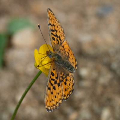 Boloria euphrosyne (perleťovec fialkový), Přírodní park Rakovecké údolí