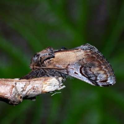 Notodonta ziczac (hřbetozubec vrbový), Kývalka