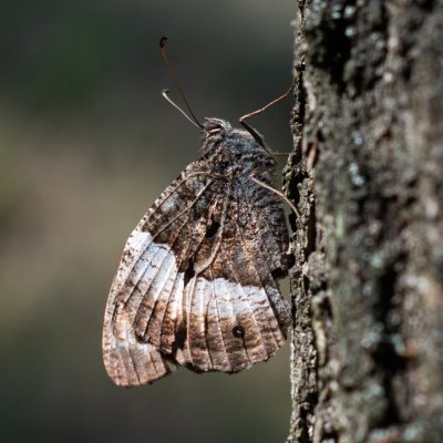 Hipparchia fagi (okáč medyňkový), NPR Mohelenská hadcová step