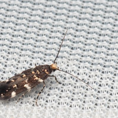 Eteobalea serratella (-), NPR Mohelenská hadcová step