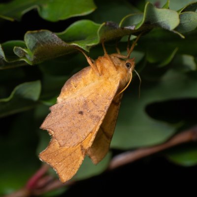 Ennomos erosaria (zejkovec lipový), PP Kavky