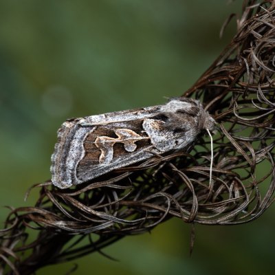 Episema glaucina (jasnobarvec západní), PP Milovická stráň