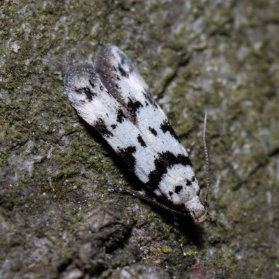 Pseudotelphusa scalella (makadlovka lišejníková), Žebětín