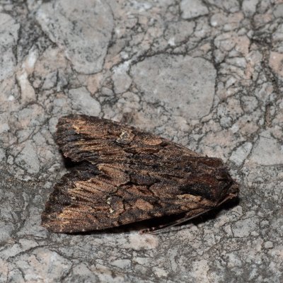 Mniotype solieri (-), HR, Jablanac