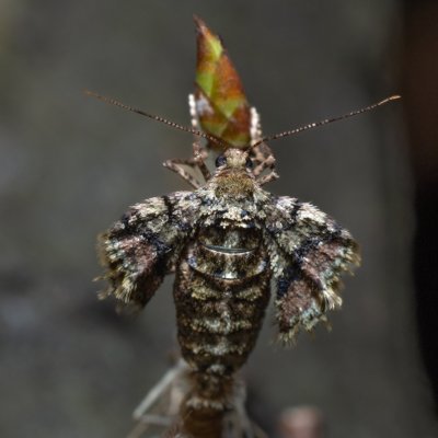 Agriopis marginaria (tmavoskvrnáč habrový), Žebětín