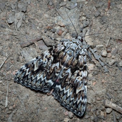 Catocala promissa (stužkonoska úzkopásá), Žebětín