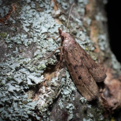 Aphomia sociella (zavíječ cizopasný), PR Kamenný vrch