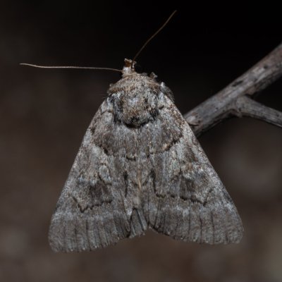 Catocala eutychea (-), GR, Myrtidion monastery, Korfu