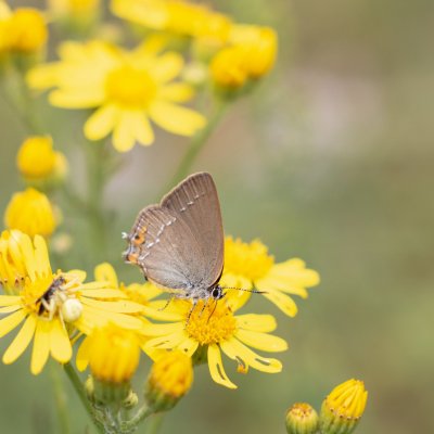 Satyrium acaciae (ostruháček kapinicový), Dukovany