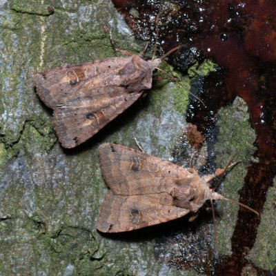 Xestia baja (osenice rulíková), Březina