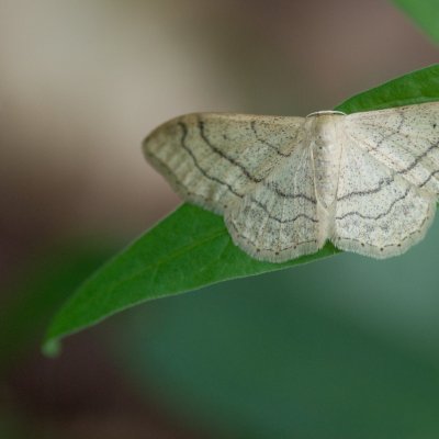 Idaea aversata (žlutokřídlec kručinkový), Žebětín